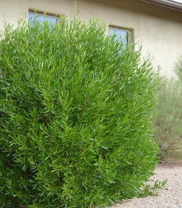 Lush green Dodonaea 'Mr Green Sheen' 10" Pot in front of a beige stucco house with two visible windows.