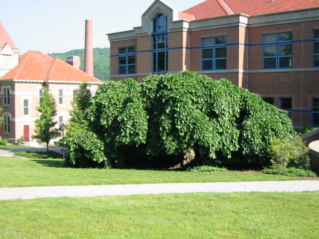 Ulmus glabra 'Weeping Elm' - Image 3