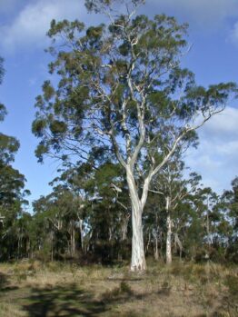 A group of Eucalyptus 'White Peppermint Gum' 10" Pot trees in a field.