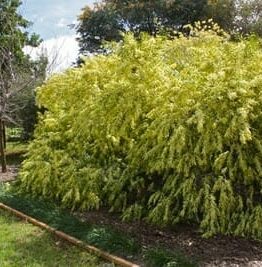 A Acacia 'Gossamer Wattle' 10" Pot bush in the middle of a yard.