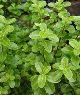 Close-up of green marjoram herbs with rounded, small leaves. The plant grows densely with leaves arranged in pairs along the stems, reminiscent of the compact growth seen in Pittosporum 'Green Pillar' varieties.