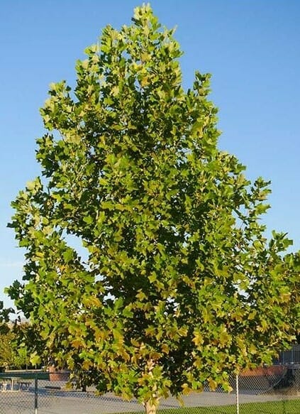 Liriodendron 'Tulip Tree' - Image 3