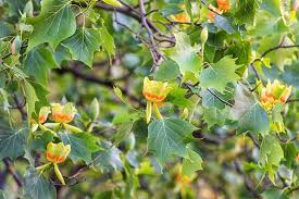 Liriodendron 'Tulip Tree' - Image 5