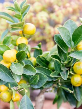 Citrus Lemon ‘Lemonicious’ grows small, flavourful lemons on a compact, glossy-leaved tree—perfect for outdoor gardens or patios in a 10" pot. Enjoy home-grown citrus with this easy-care Lemonicious plant!.