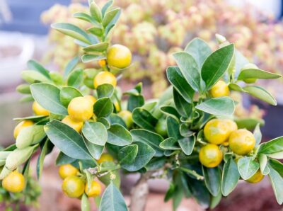 Citrus Lemon ‘Lemonicious’ grows small, flavourful lemons on a compact, glossy-leaved tree—perfect for outdoor gardens or patios in a 10" pot. Enjoy home-grown citrus with this easy-care Lemonicious plant!.