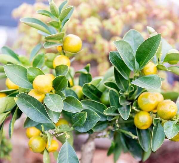 Citrus Lemon ‘Lemonicious’ grows small, flavourful lemons on a compact, glossy-leaved tree—perfect for outdoor gardens or patios in a 10" pot. Enjoy home-grown citrus with this easy-care Lemonicious plant!.