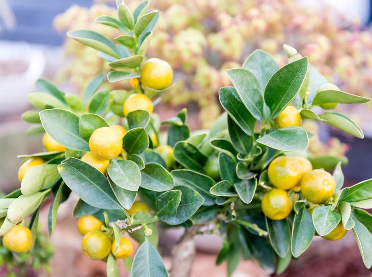 Citrus Lemon ‘Lemonicious’ grows small, flavourful lemons on a compact, glossy-leaved tree—perfect for outdoor gardens or patios in a 10" pot. Enjoy home-grown citrus with this easy-care Lemonicious plant!.