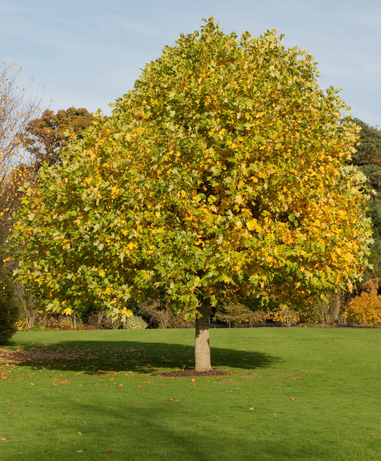 Liriodendron 'Tulip Tree' - Image 6