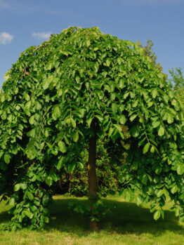 Weeping Mulberry Tree