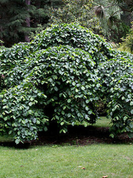 Ulmus glabra 'Weeping Elm' 16" Pot