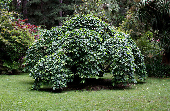 Ulmus glabra 'Weeping Elm' 16" Pot