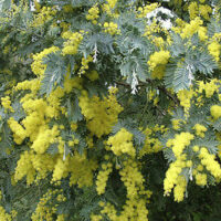 The Acacia 'Silver Wattle' in a 10" pot features green, fern-like leaves adorned with blooming yellow mimosa flowers.