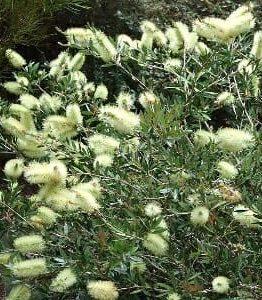 Callistemon 'Willow Bottlebrush' (White)