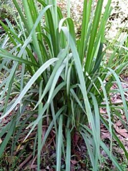 A Dianella 'Goddess' PBR 6" Pot with long green leaves in the woods.