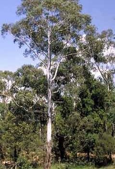 An Eucalyptus 'River Peppermint Gum' 10" Pot tree in the middle of a field.