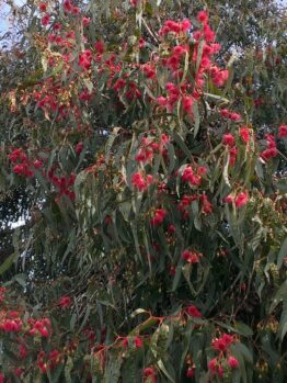 A tree with red flowers and green leaves.