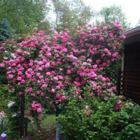 Rose 'Zephirine Drouhin' Climber