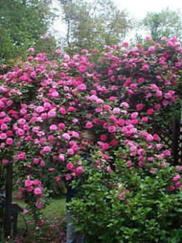 Rose 'Zephirine Drouhin' Climber