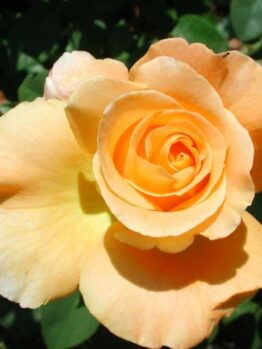 A Rose 'Whisky' 3ft Standard (Bare Rooted) is blooming in a garden.