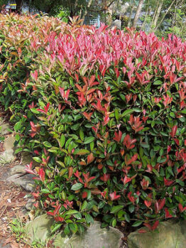 Bushes on the side of the road.
