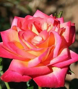 Rose 'Baronne de Rothschild' 3ft Standard