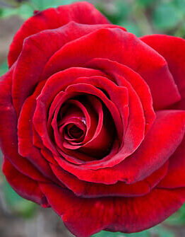 A close up of a Rose 'Tatjana' Bush Form (Bare Rooted) plant.