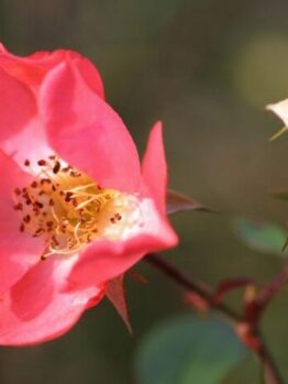 Rose 'Coral Meidiland' 6ft Weeper