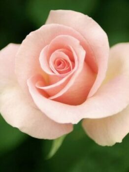 Rose ‘First Love’ Bush Form