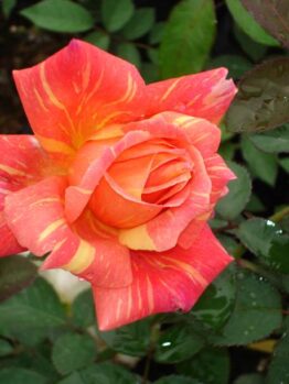 A red and orange Rose 'Anvil Sparks' Bush Form (Bare Rooted) is blooming in a garden.