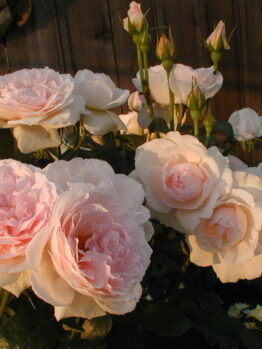 Rose 'Chaucer' (David Austin)