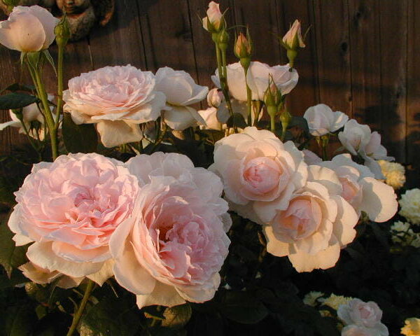 Rose 'Chaucer' (David Austin)