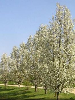 Row of blooming Pyrus 'Cleveland' Ornamental Pear trees in a park on a sunny day.