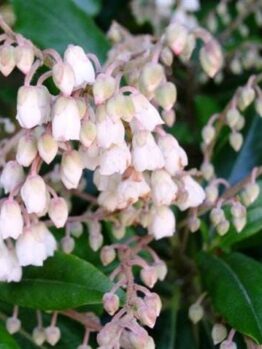 A Clethra 'Lily of the Valley' Tree 13" Pot with white flowers and green leaves.