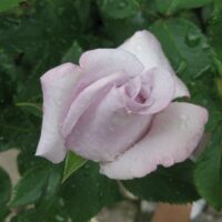 Rose 'Lagerfeld' 2ft Standard