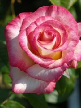 A Rose 'Handel' Climber 8" Pot blooming in a garden with green leaves.