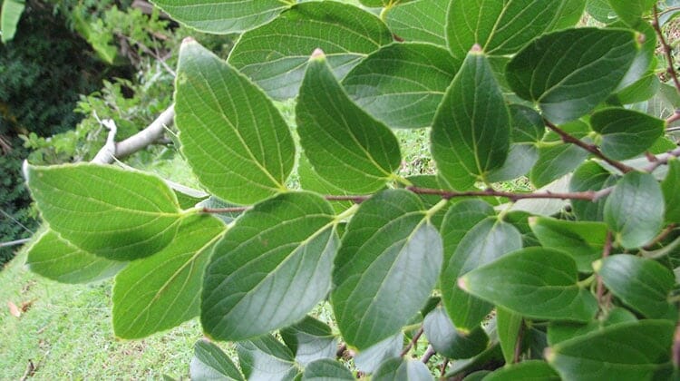 Ulmus parvifolia 'Chinese Elm' - Image 8