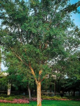 A tall Ulmus parvifolia 'Chinese Elm' stands in a grassy area, surrounded by low pink flowers, with a building and more trees in the background under a blue sky.