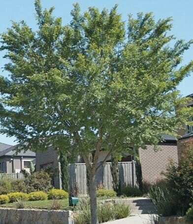 Ulmus parvifolia 'Chinese Elm' - Image 5