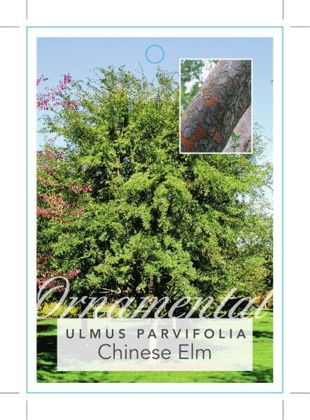 Ulmus parvifolia 'Chinese Elm' - Image 3