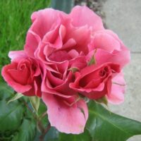 Rose 'Duet'