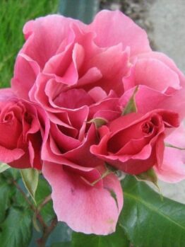 Rose 'Duet'