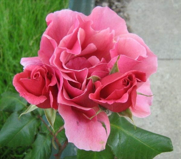 Rose 'Duet'