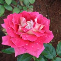 Rose 'Kronenbourg'