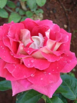 Rose 'Kronenbourg' 2ft Standard
