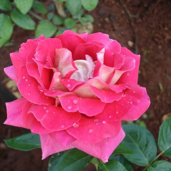 Rose 'Kronenbourg'