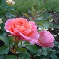 Rose 'Lilian Austin' (David Austin)