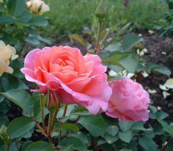 Rose 'Lilian Austin' (David Austin)