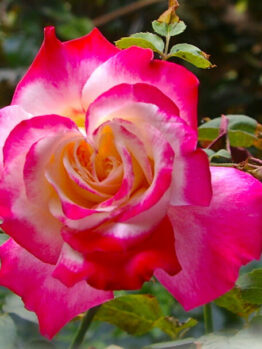 Rose 'Olympic Torch' 3ft Standard