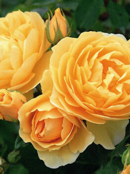 Three Rose 'Graham Thomas' (David Austin) Bush Form (Bare Rooted) are blooming in a garden.