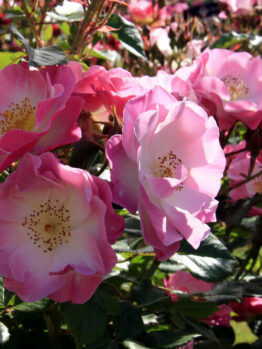 Rose 'Regensberg' 2ft Standard (Bare Rooted) roses are blooming in a garden.